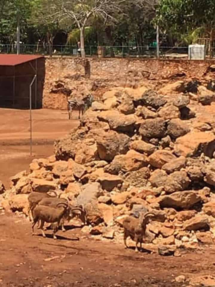 Más especies bajo el sol