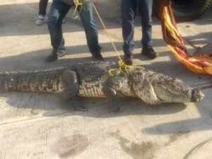 Capturan a Cocodrilo en Tamaulipas