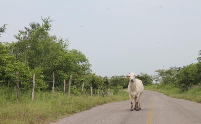 En las últimas dos semanas cinco animales fueron hurtados, uno de ellos un semental con valor de 80 mil pesos.