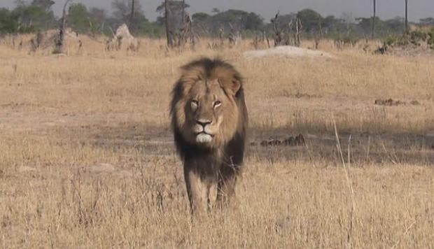 León en Zimbabwe
