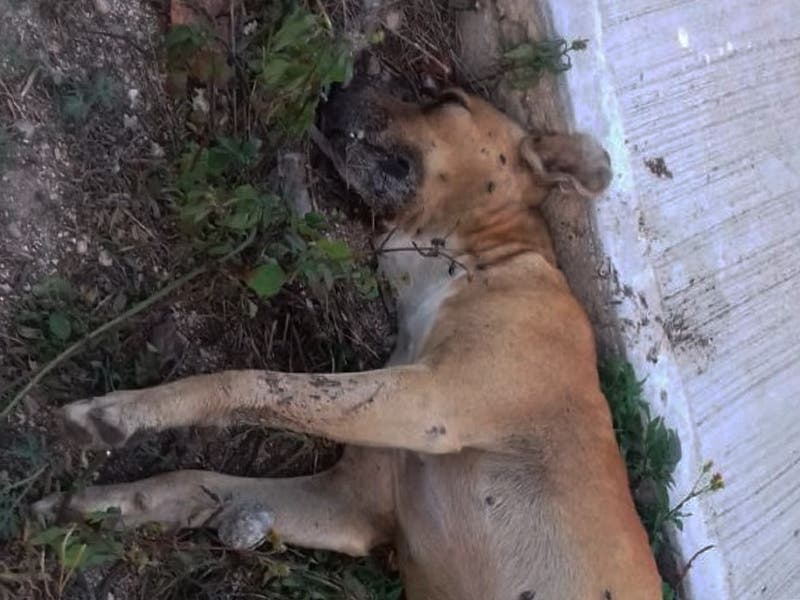 Encuentran perros muertos en Yucatán