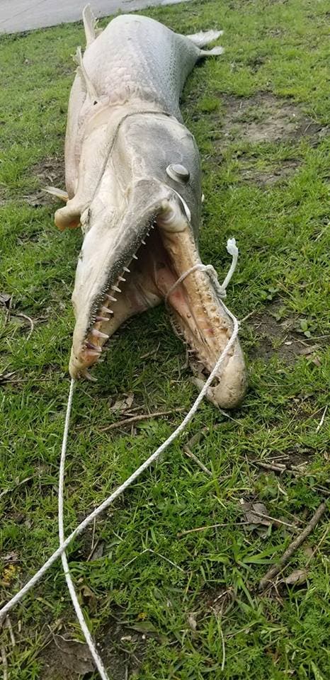 Las garras de cocodrilo (llamadas así por su hocico de aspecto de caimán) se pueden encontrar en América del Norte y Central y pueden crecer hasta 5 m de largo, informó National Geographic.