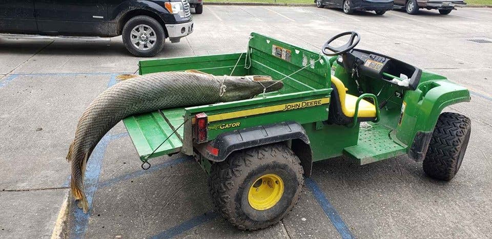 Impresionante animal, no se sabe de ataques a humanos por este tipo de pez.