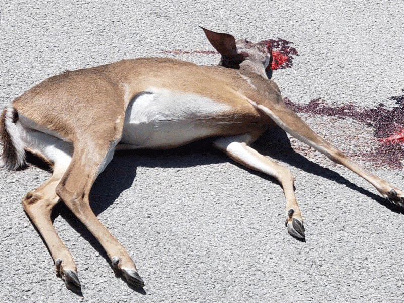 El venado le salió al paso en la carretera federal al sur de Playa del Carmen y se impactó contra la puerta del lado del conductor.