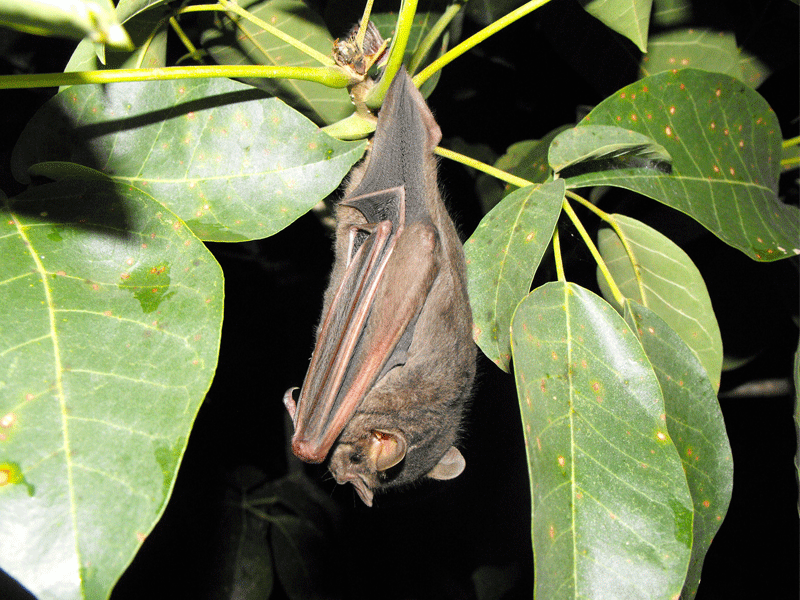 Se incrementó el listado de especies en la Isla de las Golondrinas.