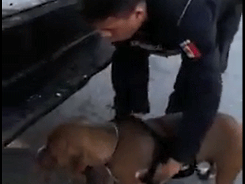 El pobre perro presentaba graves lesiones en las patas, producto de la fricción con el pavimento,