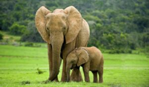 Elefante aplasta a hombre