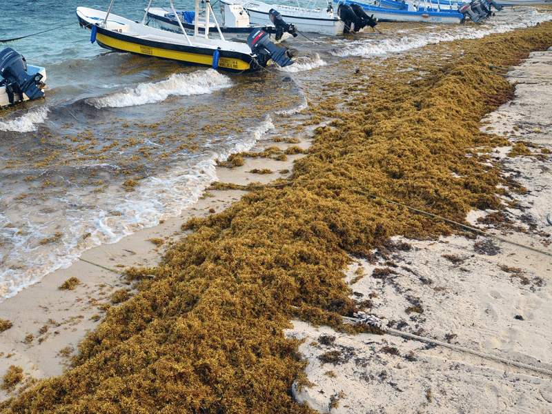 Zonas costeras del Centro y Sur de Quintana Roo se verán afectadas por recale masivo de sargazo, entre jueves y sábado; Cancún “se salva”.