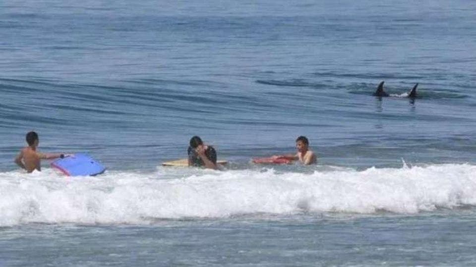 Playa es desalojada por presencia de tiburones y ballenas