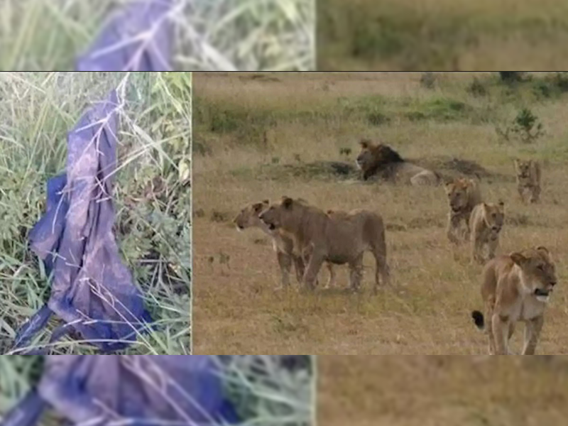 Asesinado brutalmente por un elefante y devorado por leones