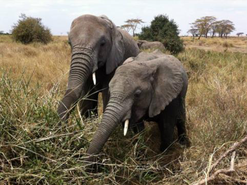 Asesinado brutalmente por un elefante y devorado por leones