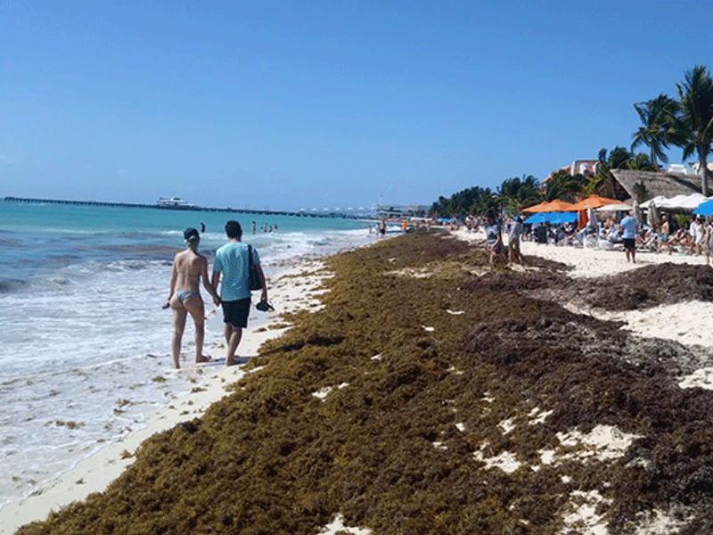 Prevén que la ocupación en pequeños hoteles no rebase el 62 por ciento, por el tema del recale del sargazo en Playa del Carmen.