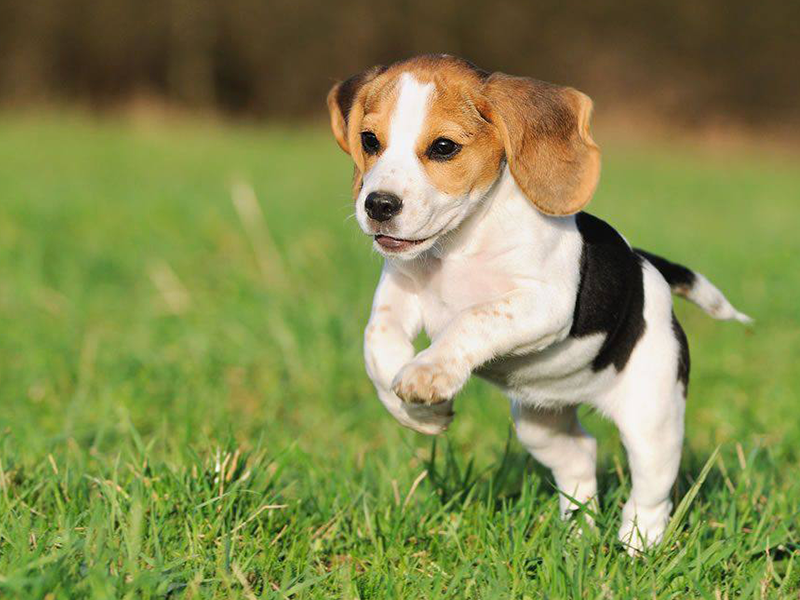 Nueva forma de lastimar a perros; salchichas con alfileres
