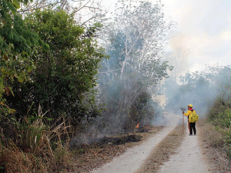 Hay dos incendios activos en ejidos de Othón P. Blanco y Bacalar, reconoce la Conafor en Quintana Roo; en comparación con 2018 hay menos afectaciones.