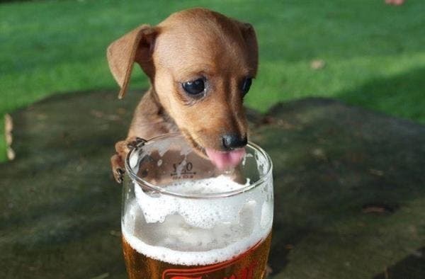 Crean nueva cerveza para perros