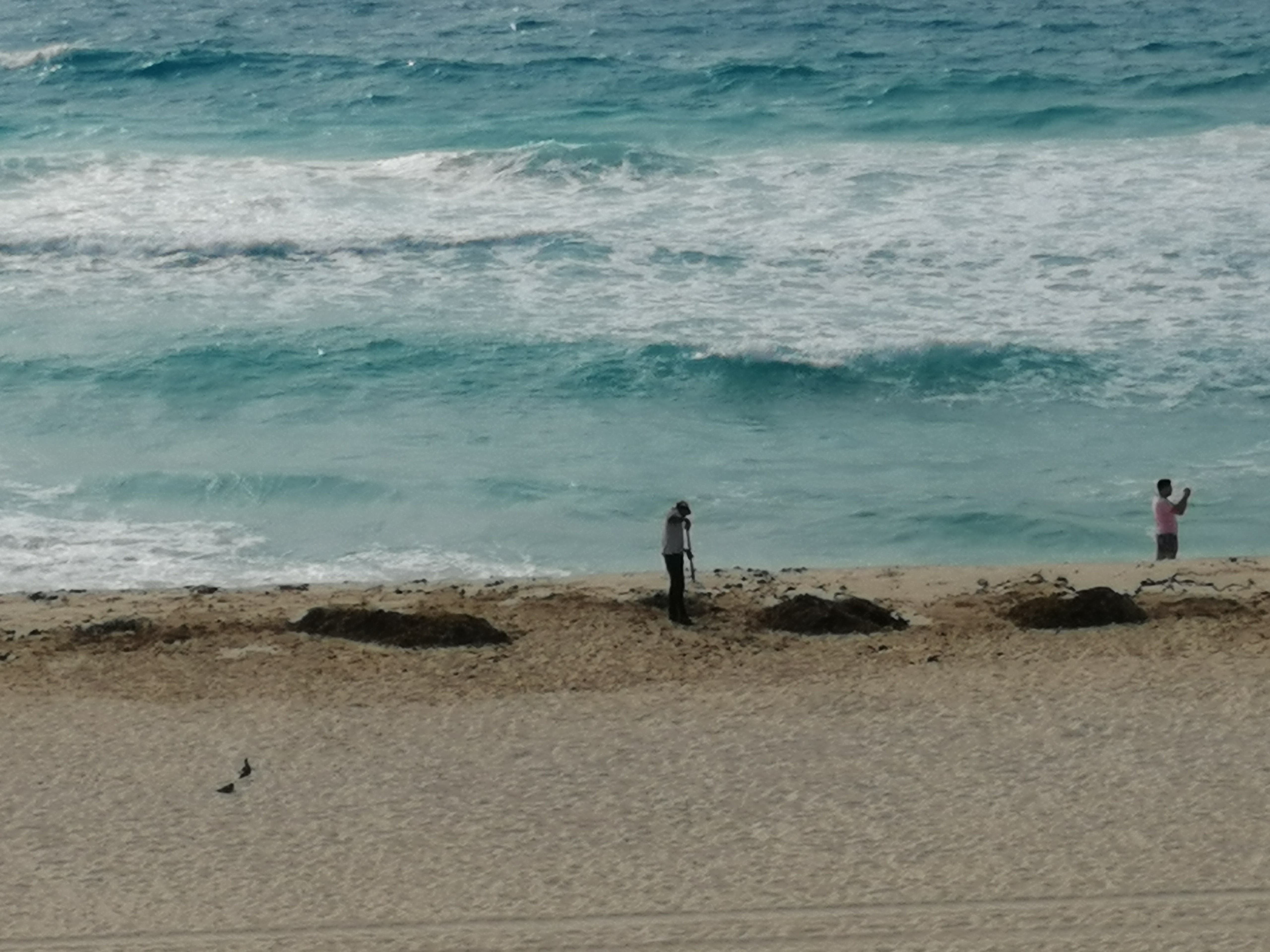 La Red de Monitoreo del Sargazo Cancún señaló hoy que condiciones atmosféricas que actúan en sinergia seguirán acarreando sargazo en intensidad de moderada a alta
