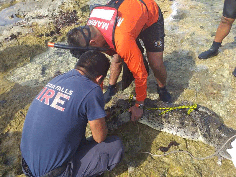 El cocodrilo de unos 2 metros representaba un peligro para bañistas en la costa sur de Cozumel. Elementos de la Marina y Bomberos se hicieron cargo.