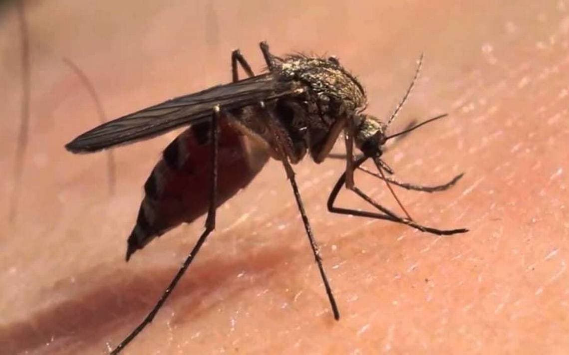 Yucatán se ubica entre los 17 estado de México, con mayores casos de Dengue.
