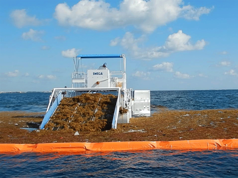 En el año pasado se retiraron 522 mil 226 toneladas de sargazo de playas y zonas costeras de siete municipios de Quintana Roo.