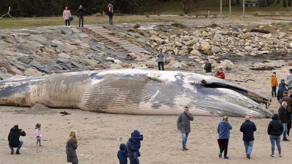En el mes de enero del presente año, en menos de un mes el mar arrojó a costas españolas 6 ballenas muertas, la imagen pertenece a un cetáceo muerto en la playa de Balarés.
