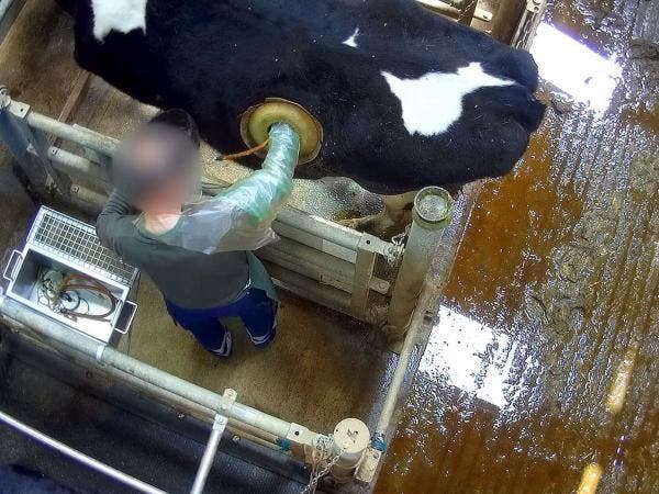 Polémica en Francia por vacas perforadas para optimizar alimentación; muestra vídeo de grupo activista francés a los animales con un agujero en su lomo.