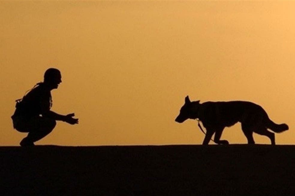 a través de las redes sociales, un vídeo en donde se aprecia como dos perros de raza mediana, salvaron a su dueño de un posible asalto.