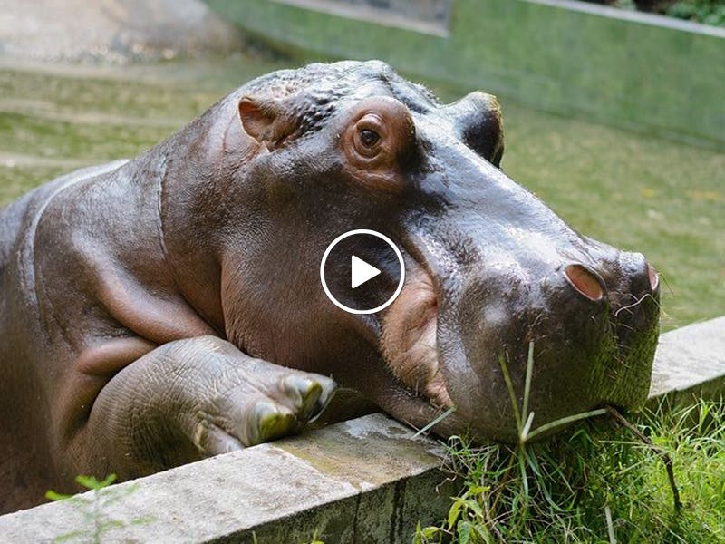 VÍDEO Hipopótamo de Pablo Escobar causa pánico al escaparse