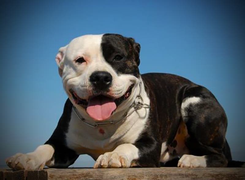 Pitbull que asesinó a un ladrón, fue devuelto a sus dueños