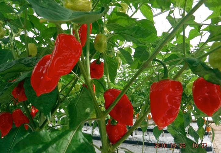 Variedad de Chile Habanero