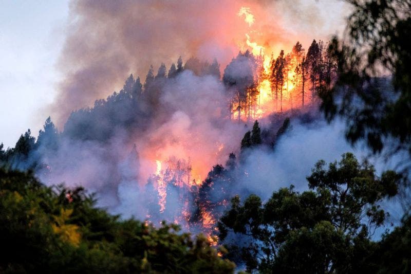 Impresionantes imágenes del incendio en los bosques de la Gran Canaria.