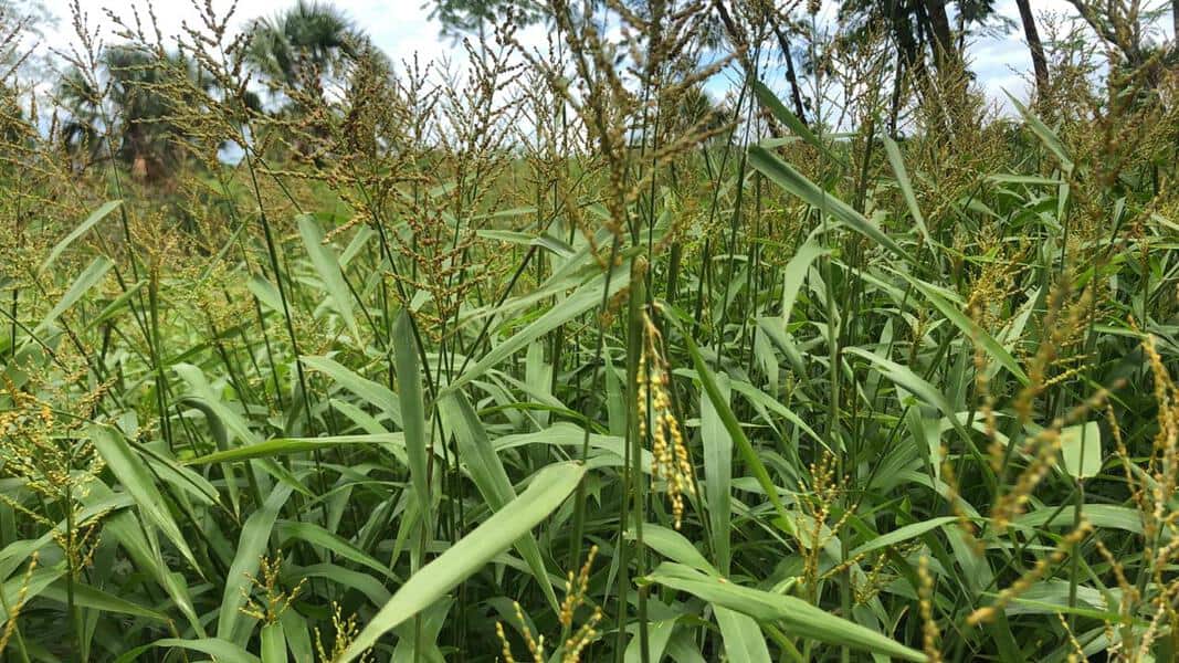 Germinan cultivos de temporada en el ejido Benito Juárez