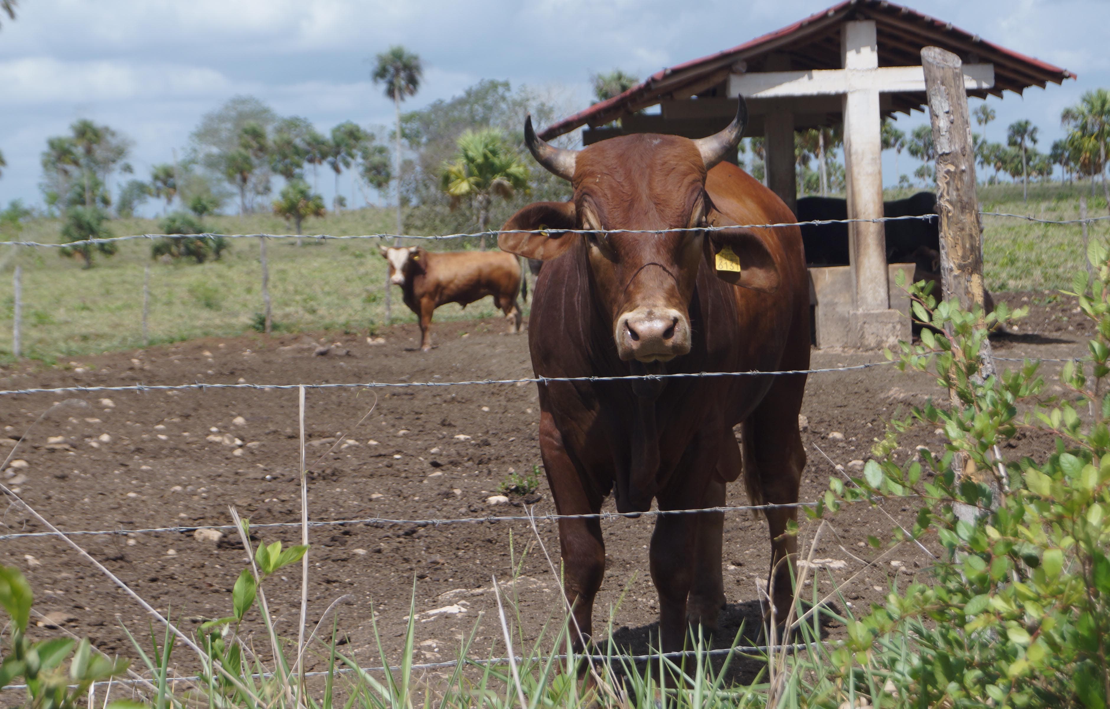 Ganaderos del municipio de Bacalar recibieron insumos de la Secretaría de Desarrollo Agropecuario, Rural y Pesca (Sedarpe)