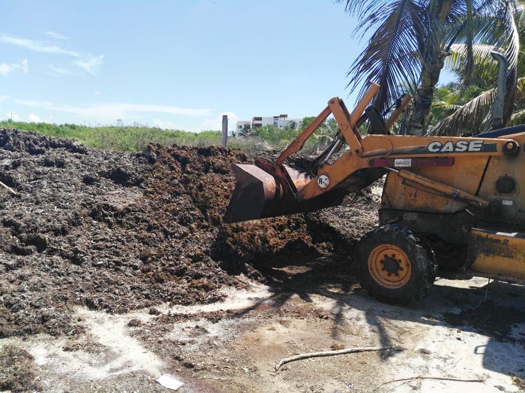 14 toneladas de sargazo retiradas de Mahahual
