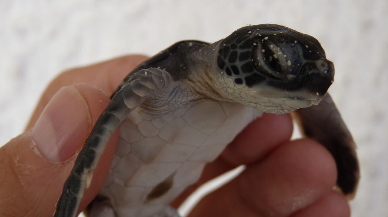 "Programa de Protección y Conservación de las Tortugas Marinas”.