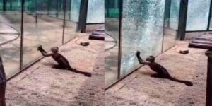 Mono rompe cristal con una piedra para escapar (Video)