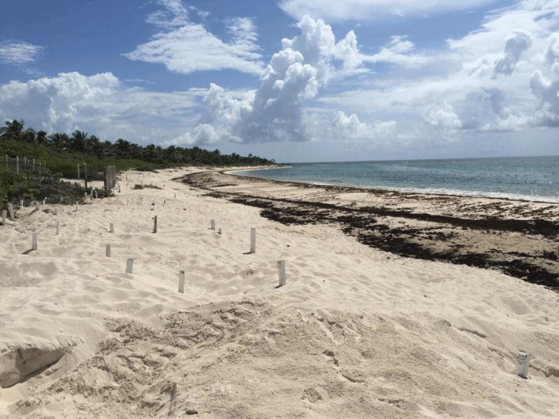 Descartan afectación a la anidación por sargazo en Quintana Roo; sólo se vieron afectados cuatro de más de 11 nidos de tortugas registrados en la entidad.