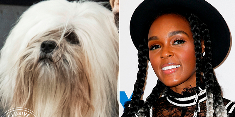 La Dama y El Vagabundo: Primeras imágenes del elenco canino