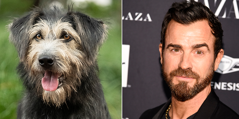 La Dama y El Vagabundo: Primeras imágenes del elenco canino