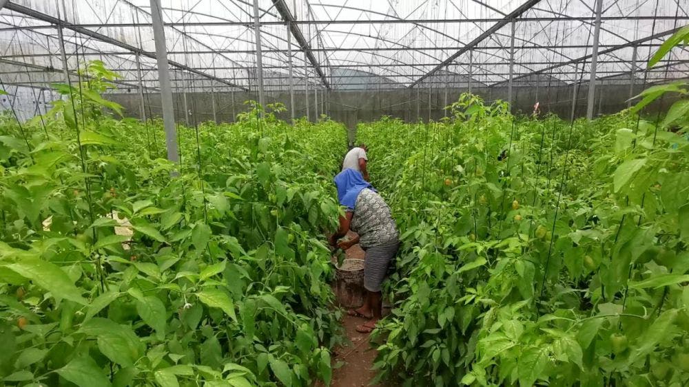 Productores de Dziuché a punto de iniciar producción de chile habanero