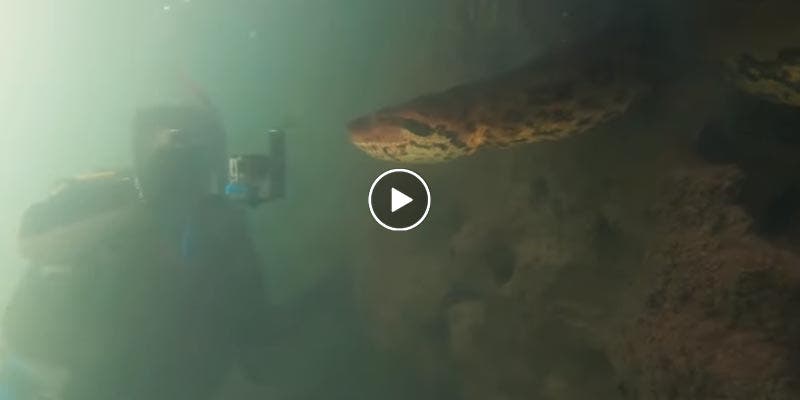 Buzos encuentran anaconda gigante