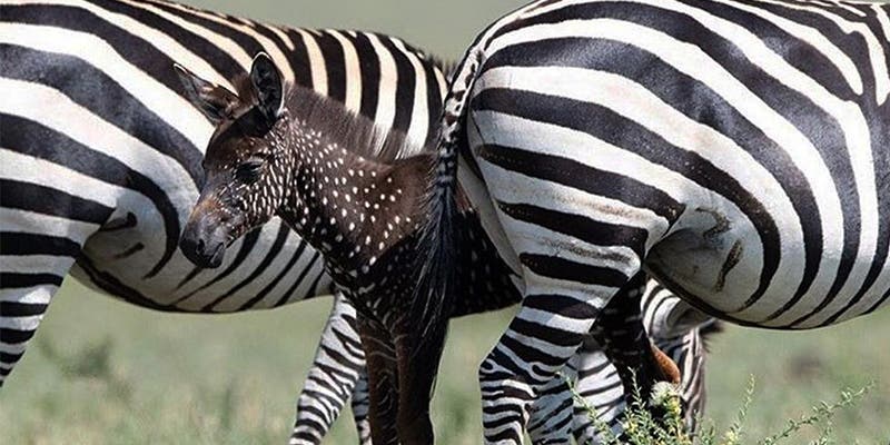 Nace cebra con 'lunares' en lugar de rayas