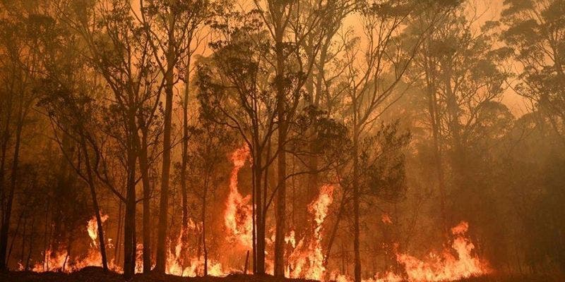 VIDEO: Tornado de fuego consume campo de árboles en Australia