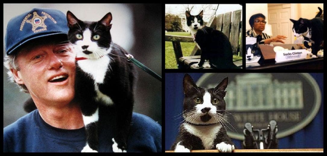 20 de febrero: Día Internacional del Gato