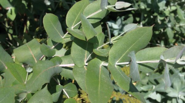 El eucalipto elimina el coronavirus... ¿Es cierto?