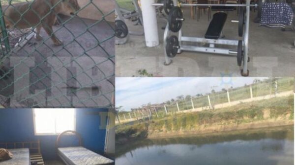 Alimentaban con víctimas a leones, cocodrilos y cerdos en narco rancho