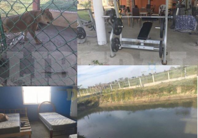 Alimentaban con víctimas a leones, cocodrilos y cerdos en narco rancho