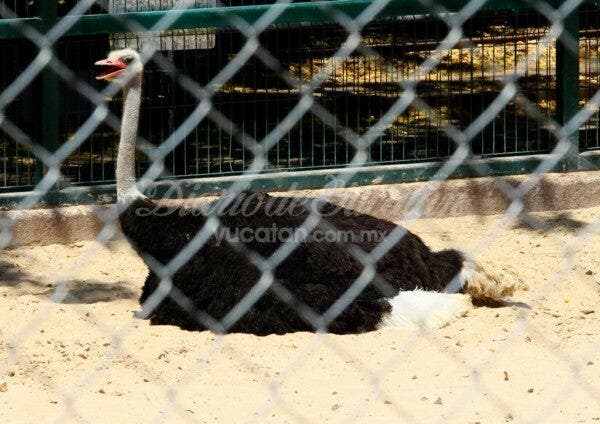 Foto: Diario de Yucatán.