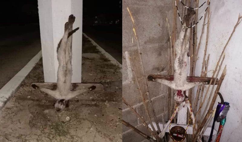 Gato crucificado encontrado en una avenida de Progreso, Yucatán.
