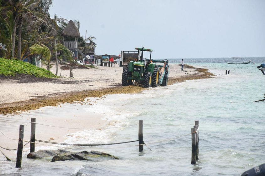 Se han instalado 1,200 metros lineales de barreras marinas para contener y direccionar la macro alga y con ello evitar recales masivos en los arenales del destino, informa la alcaldesa de Puerto Morelos
