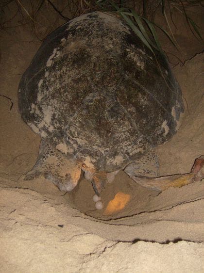 La Dirección de Ecología trabaja en coordinación con la Secretaría de Ecología y Medio Ambiente (SEMA) en actividades enfocadas a la protección de la especie